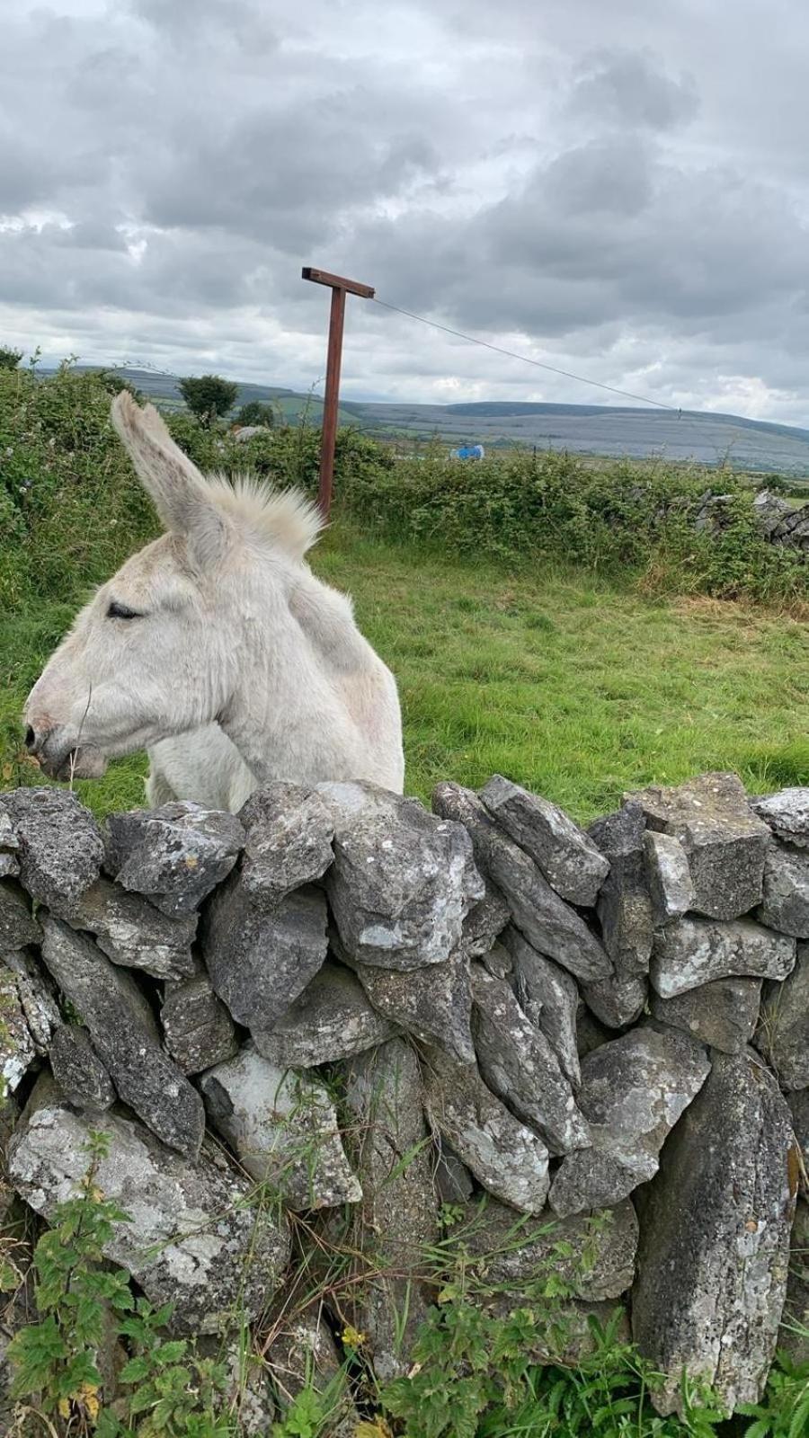 Three Bedroom Cosy Quiet Luxury In The Burren Wild Atlantic Way Hébergement de vacances *